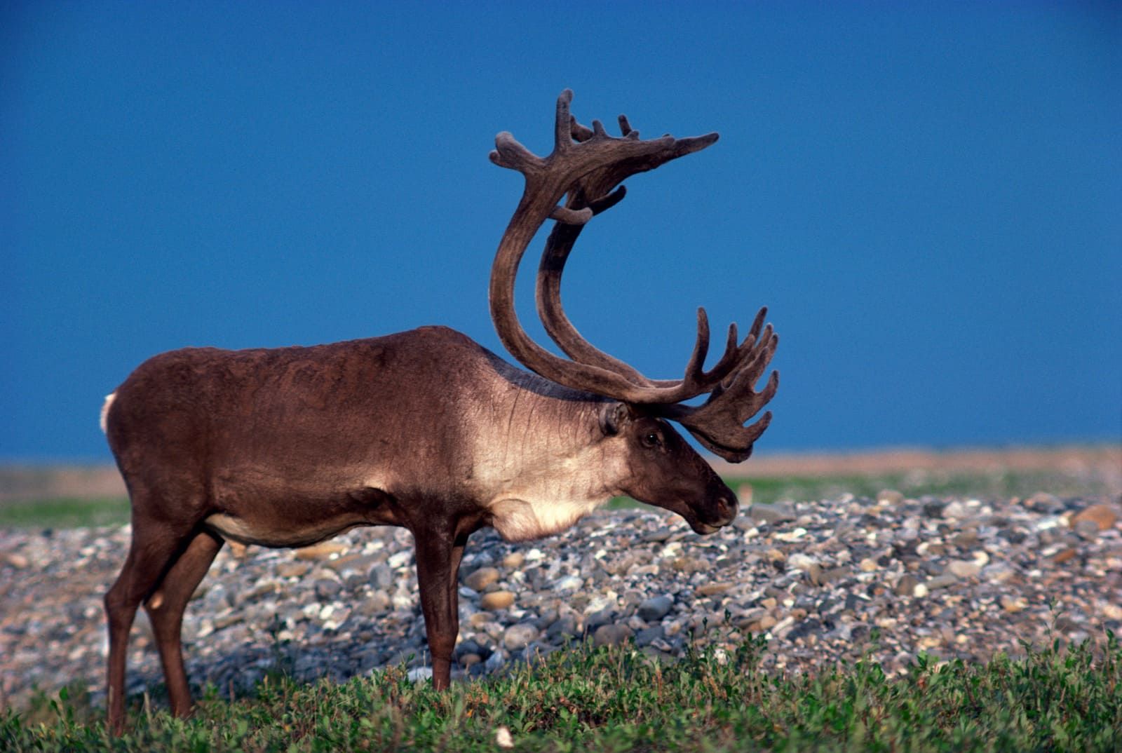caribou adaptations for kids