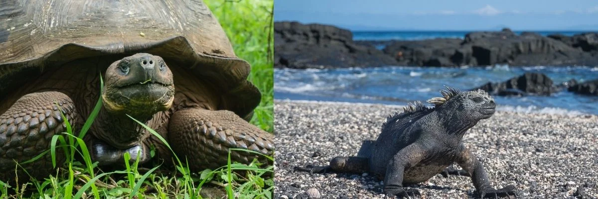 Galapagos | Galapagos wildlife faces climate, tourism and trafficking pressures Galapagos | Galapagos wildlife faces climate, tourism and trafficking pressures