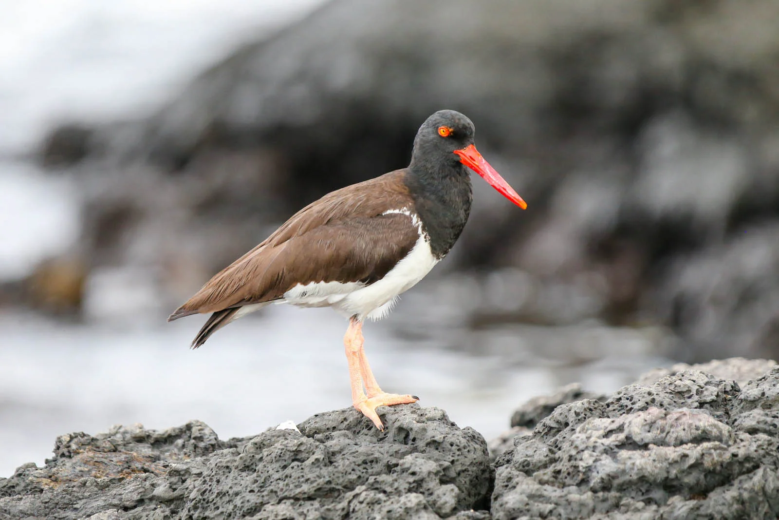 American Oystercatcher | Galapagos Wildlife
