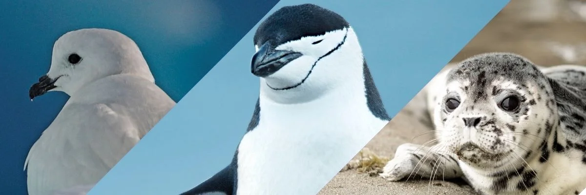 Antarctica Wildlife