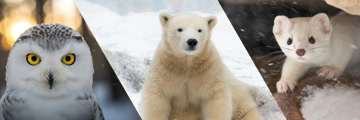 Arctic Wildlife