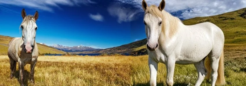  Chile | Unforgettable Horse Riding Adventures in Chile