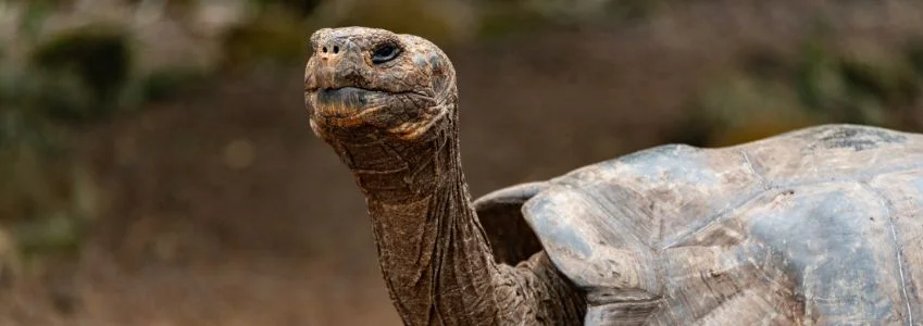  Galapagos Cruises | Floreana’s Giant Tortoises Return After 180 Years