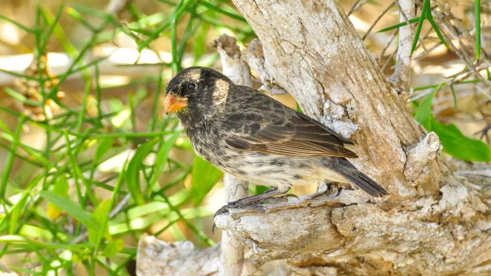 Discover Wild Galapagos 8-Day: West Islands - Cruise Tour | Galapagos Cruise Tours Discover Wild Galapagos 8-Day: West Islands - Cruise Tour | Galapagos Cruise Tours