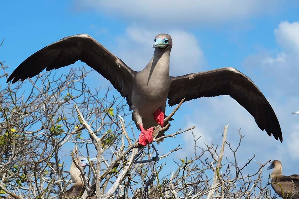 Itinerary B 4 - Cruise Tour | Galapagos Cruise Tours Itinerary B 4 - Cruise Tour | Galapagos Cruise Tours