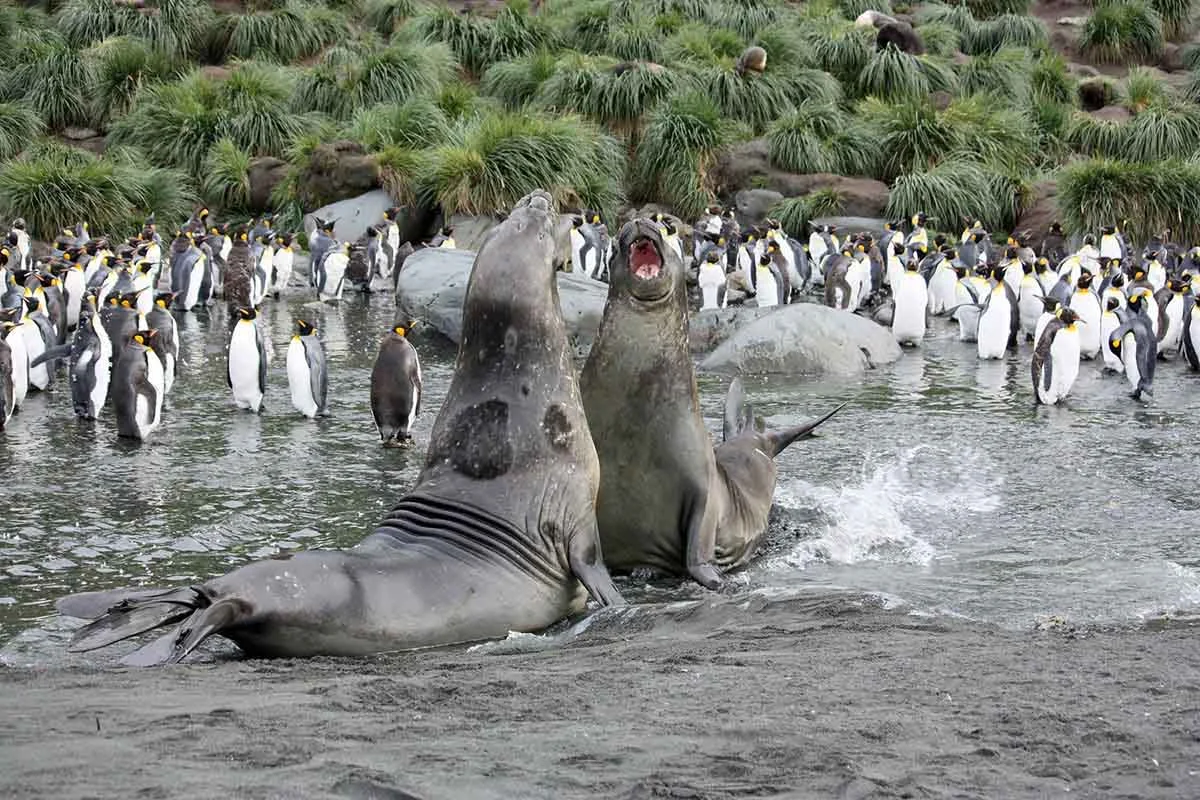 Longitudinal World Cruise V | Antarctica Tours