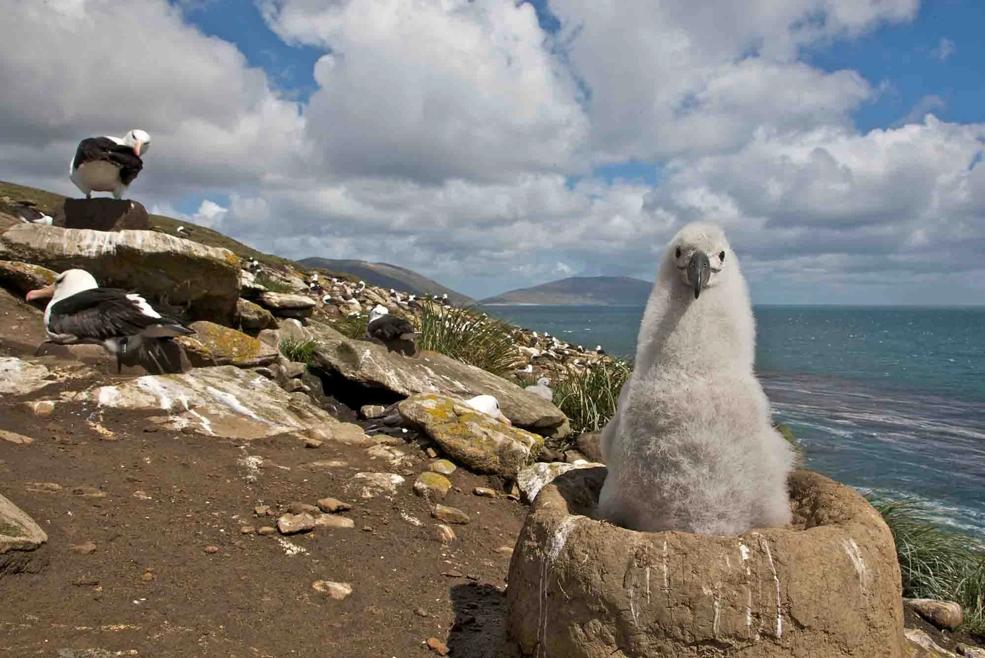 Antarctica Express Air-Cruise | Antarctica Tours