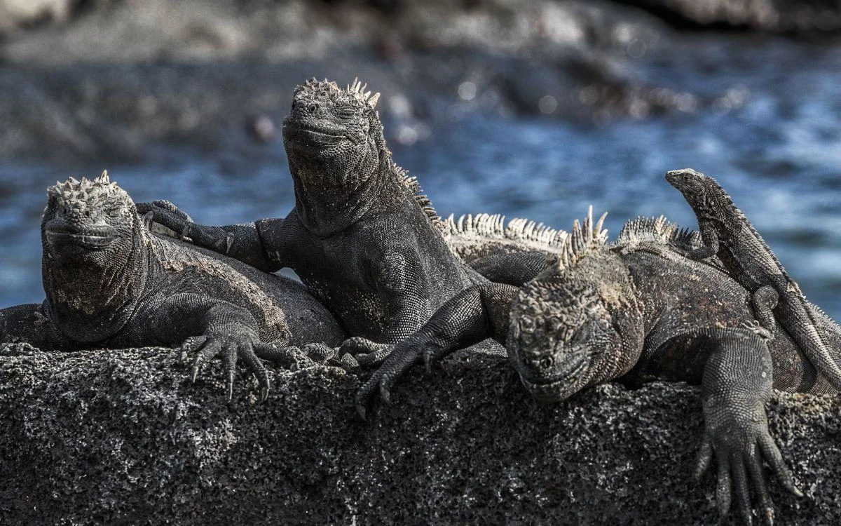  Galapagos | Fernandina: The Galapagos Island Untouched by Time