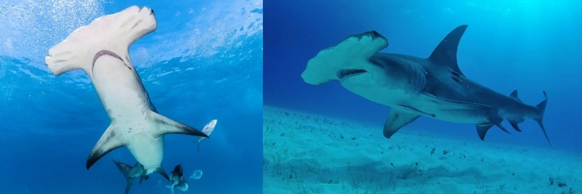 Galapagos | First Sighting of Smooth Hammerhead Shark in 20 Years Galapagos | First Sighting of Smooth Hammerhead Shark in 20 Years