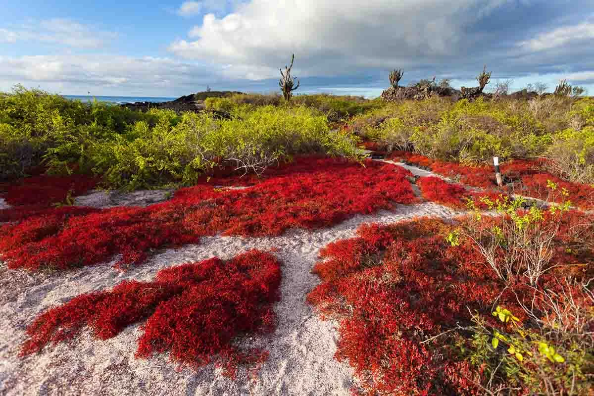  Galapagos | Restoring Floreana