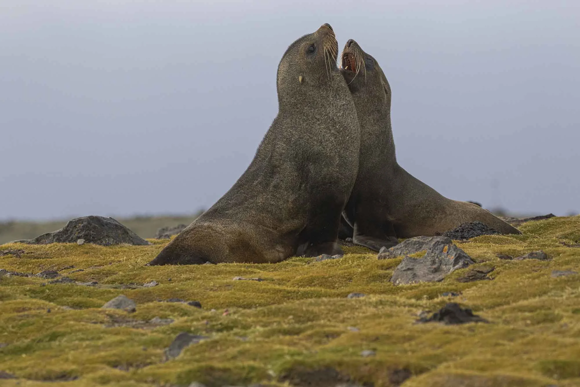 Antarctic Explorer: Discovering the 7th Continent | Antarctica Tours