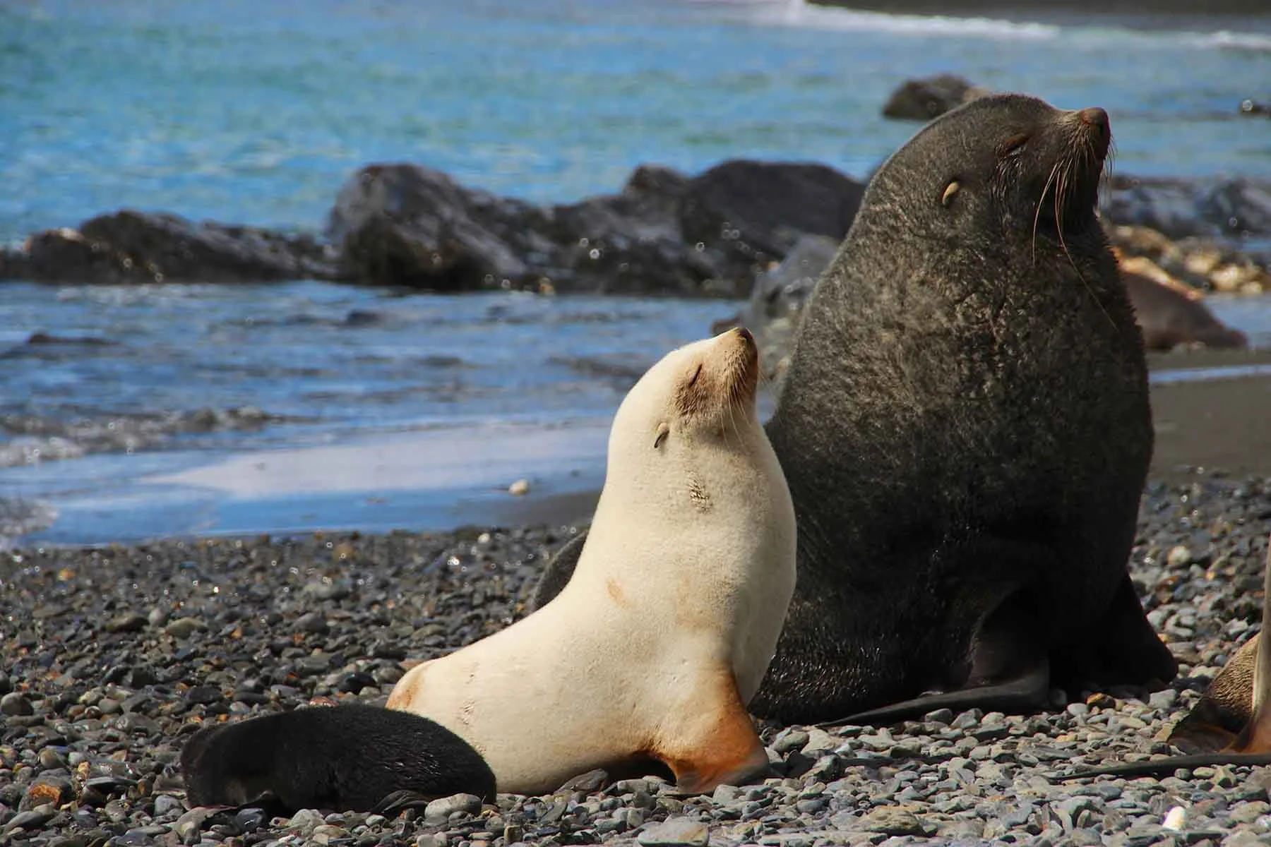 The great adventure | Antarctica Tours