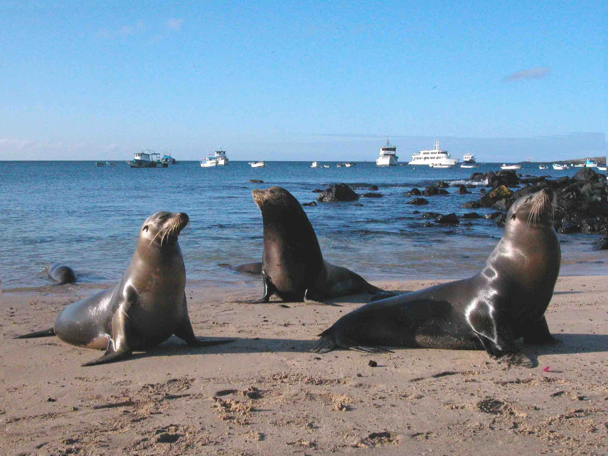 Galapagos 4 day widlife adventure on board the Archipel catamaran - Cruise Tour | Galapagos Cruise Tours