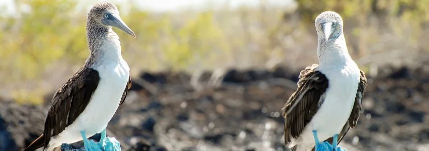  Galapagos Cruises | Discover Extended 9-Day Galapagos Cruise Itineraries