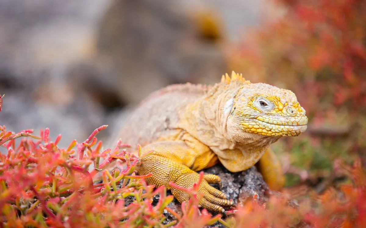  Galapagos | Giant Reptiles of the Galápagos and Beyond: Top 10 Largest Lizards in the World