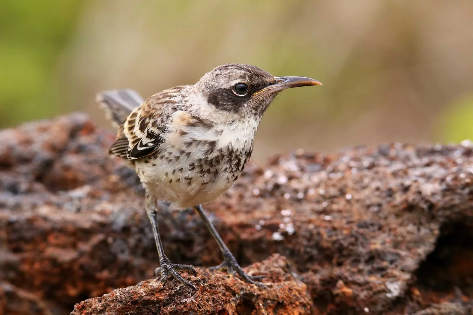 Galapagos Mockingbird | Galapagos Wildlife