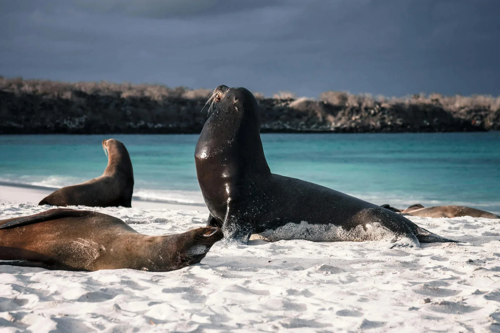  Galapagos | Imagining a New Model of Tourism for Galapagos