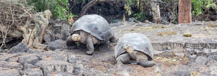  Galapagos Cruises | Explore Biodiversity: Liberty University Students in Galapagos
