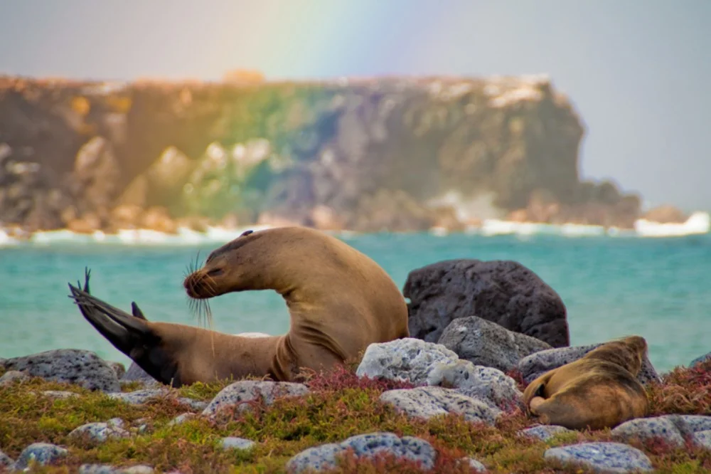 How Voyagers Connects Different Travelers With the Right Experience | Galapagos Islands | Galapagos Cruises