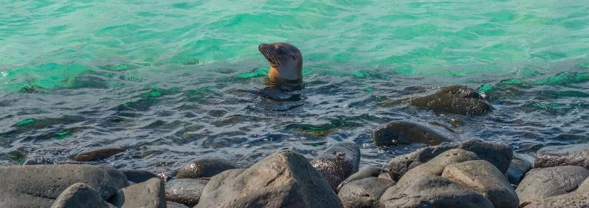  Galapagos Cruises | Unforgettable Galapagos Cruises: Wildlife Adventures Await