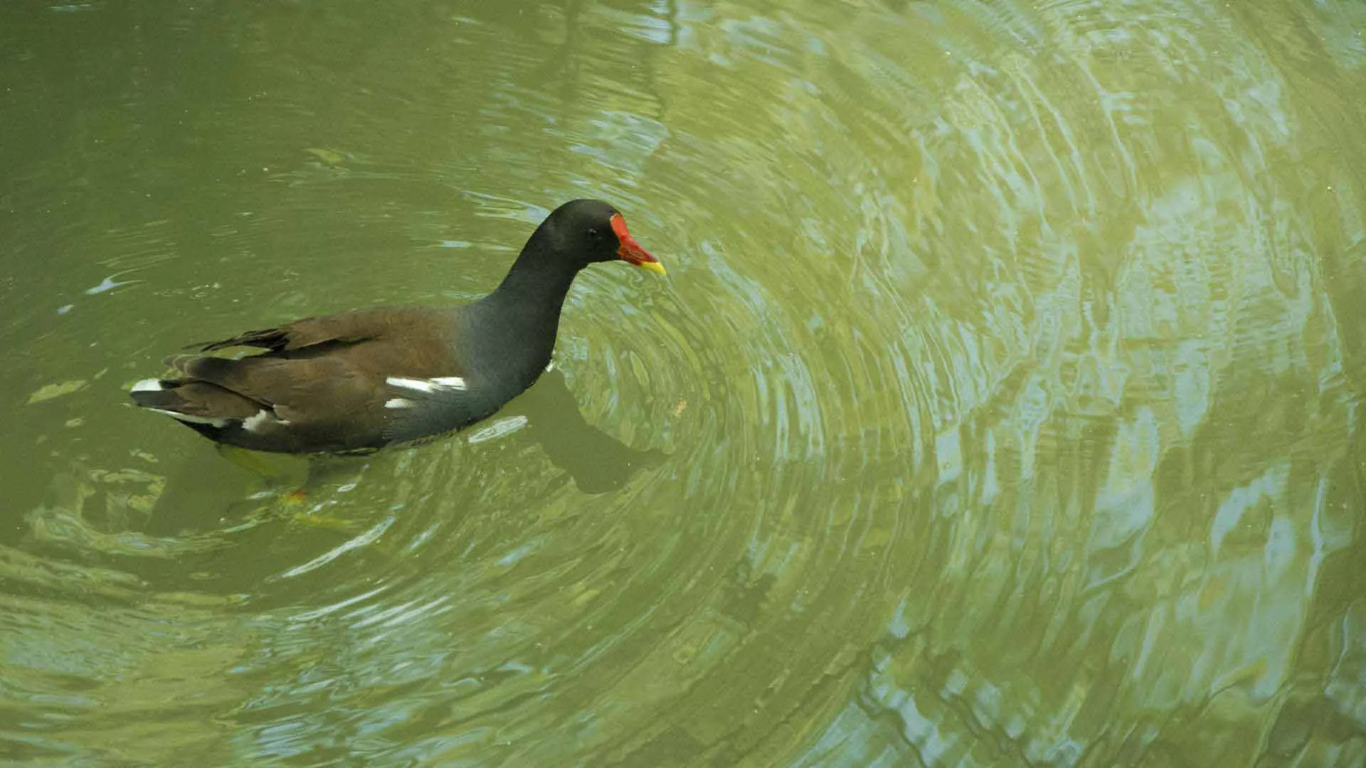 Galapagos Western Wonders 5-Day: Isabela & Santiago - Cruise Tour | Galapagos Cruise Tours