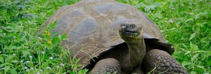  Floreana Island | Reintroducing Giant Tortoises to Floreana Island