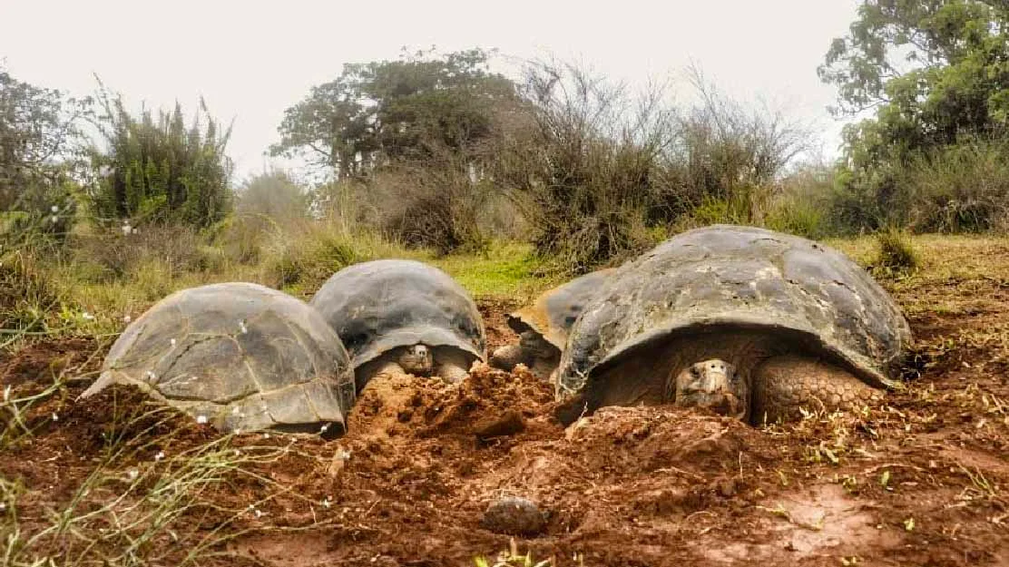 Exploring Galápagos: One Week Sailing the Islands - Cruise Tour | Galapagos Cruise Tours