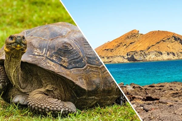 Galápagos Tortoise | Gramma: The Legendary Galapagos Tortoise Passes Away Galápagos Tortoise | Gramma: The Legendary Galapagos Tortoise Passes Away