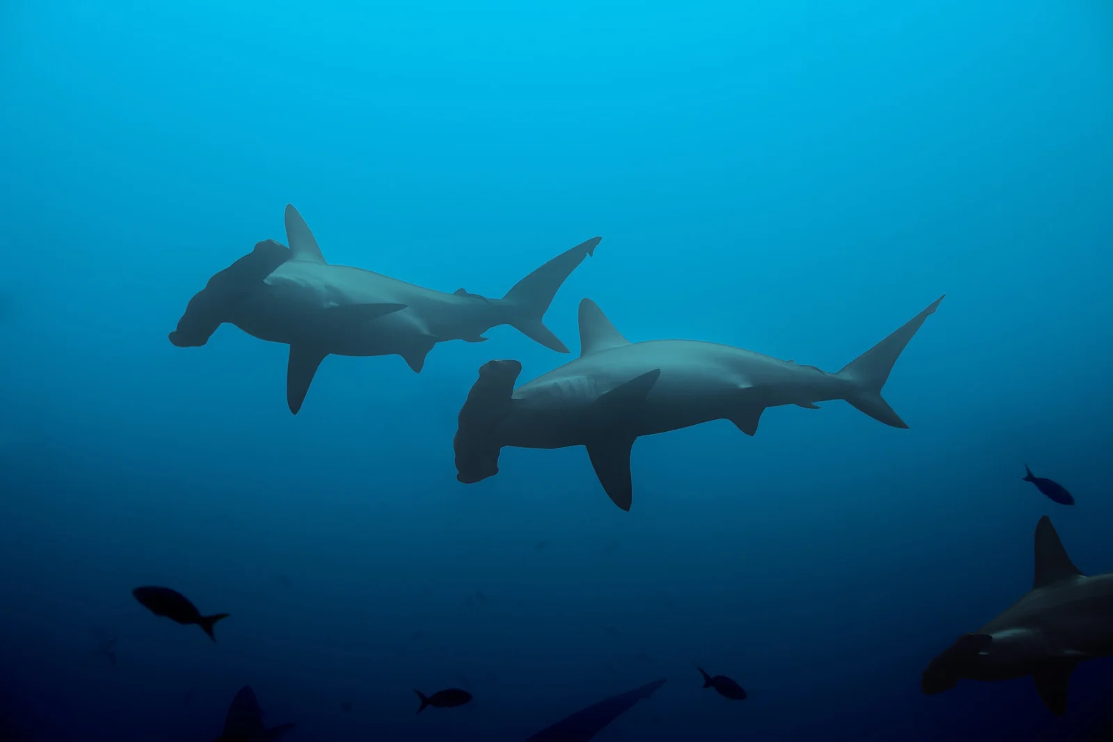 Galapagos Sharks | Galapagos Wildlife