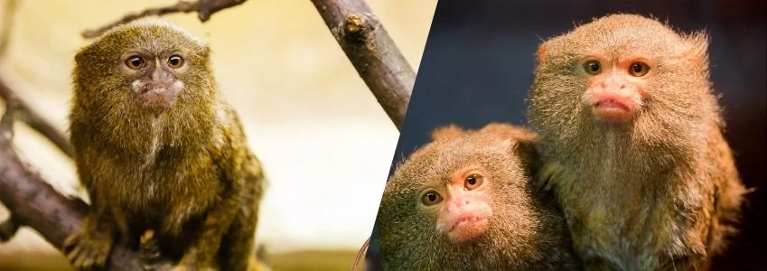 Amazon Rainforest | Discover Pygmy Marmosets: A New Video Series