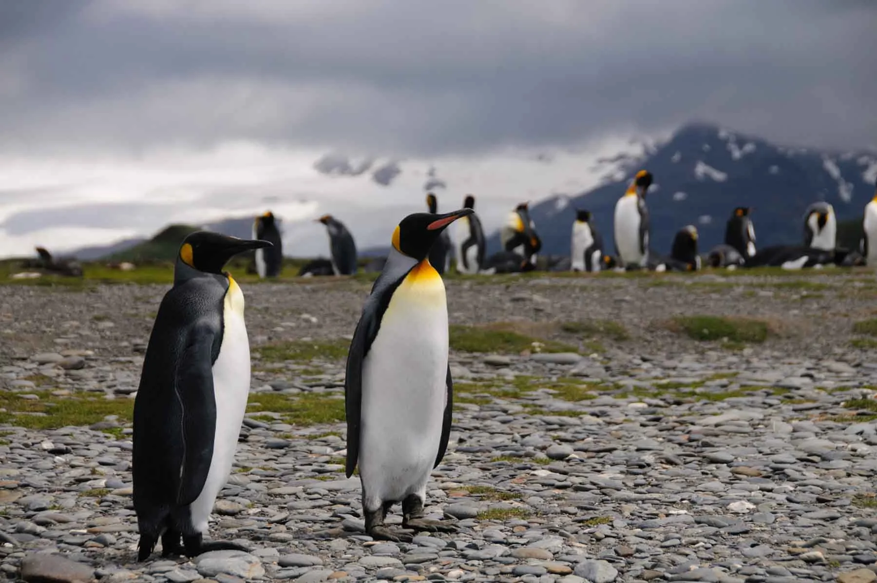 Epic Falkland Islands, South Georgia & Antarctica | Antarctica Tours