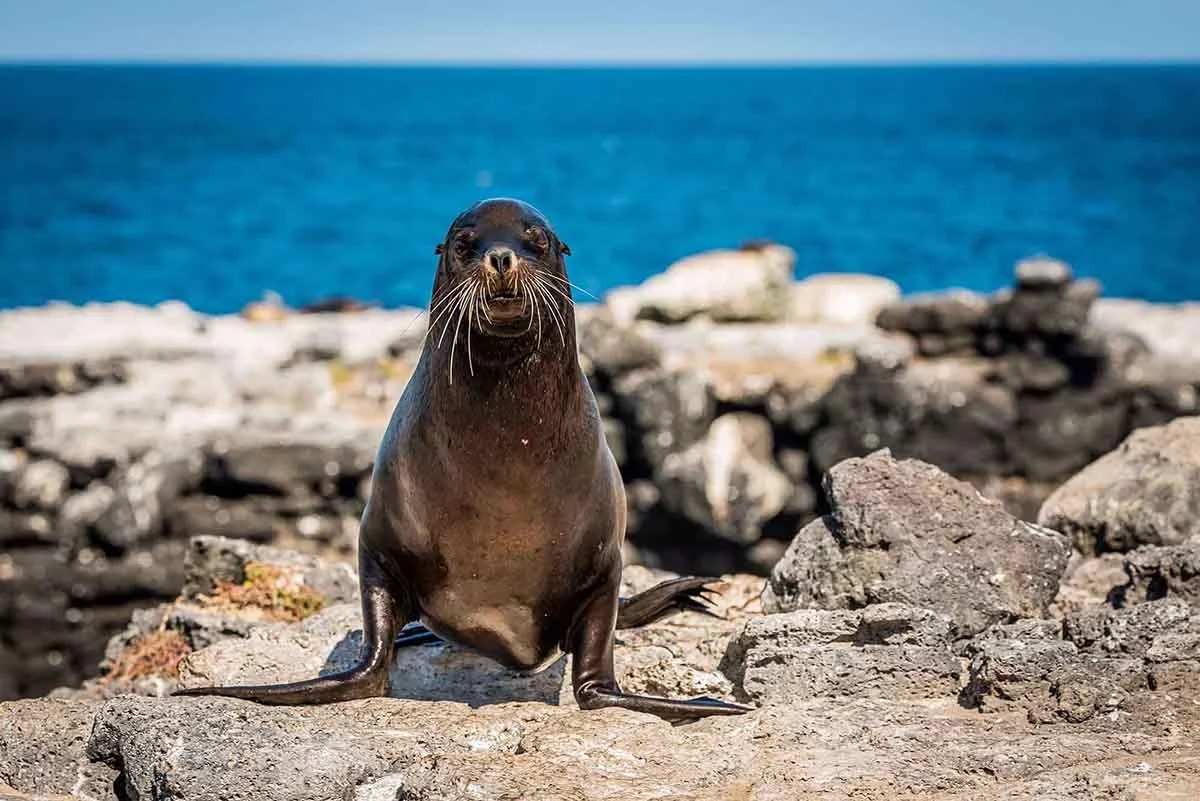 Exploring Galápagos: One Week Sailing the Islands - Cruise Tour | Galapagos Cruise Tours