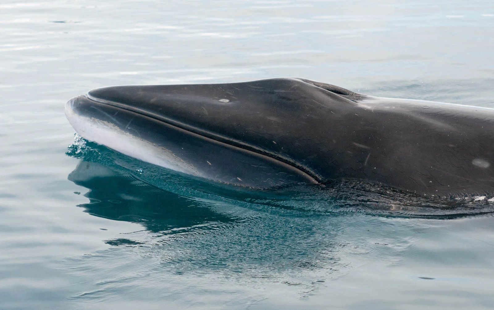 Minke Whale | Antarctic Wildlife