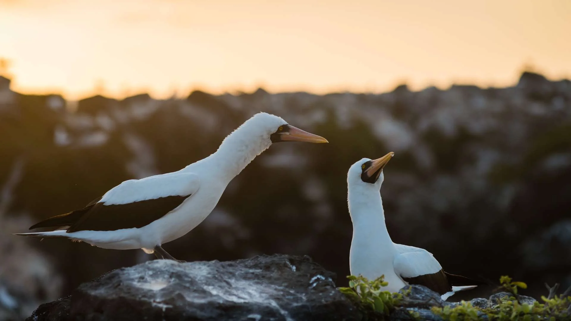 Exploring Galápagos: One Week Sailing the Islands - Cruise Tour | Galapagos Cruise Tours Exploring Galápagos: One Week Sailing the Islands - Cruise Tour | Galapagos Cruise Tours