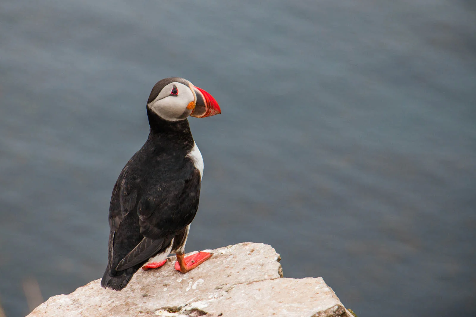 Iceland's Wild West Coast to East Greenland | Arctic Tours