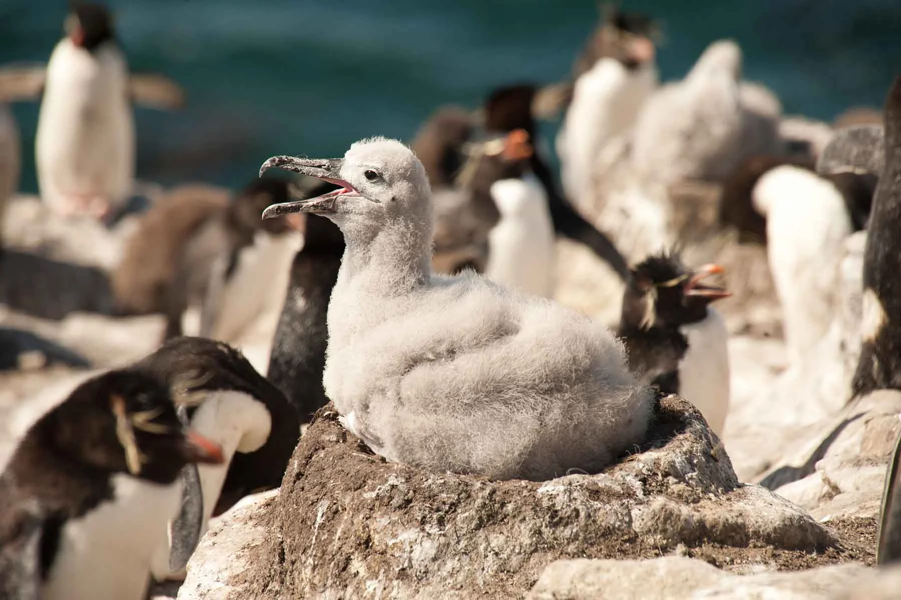 Antarctic Explorer | Antarctica Tours