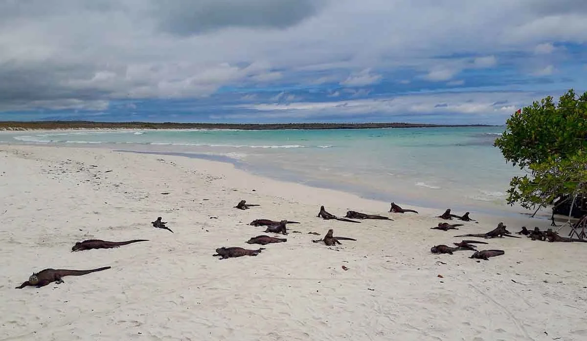 Galapagos Island Hopping - Santa Cruz, Floreana &Isabela | Itinerary | Galapagos Tours Galapagos Island Hopping - Santa Cruz, Floreana &Isabela | Itinerary | Galapagos Tours