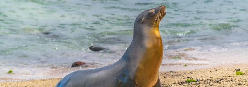  Galapagos | Unique Galapagos Getaway: Last-Minute March Deals