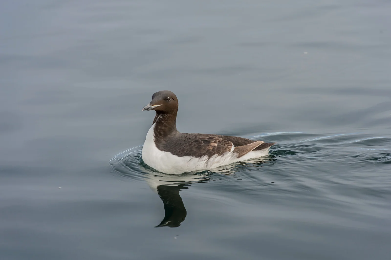 Thick-billed Murre | Arctic Wildlife