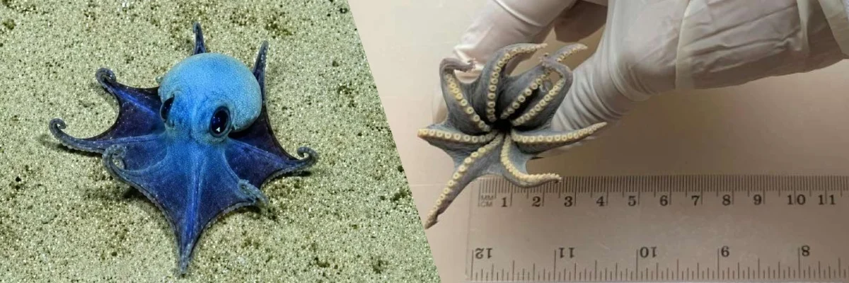  Galapagos | New Deep-Sea Octopus Species Discovered in Galapagos