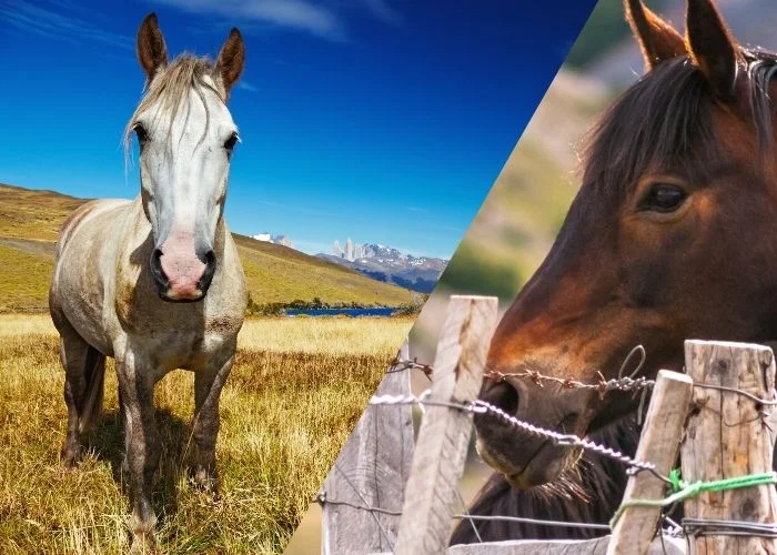  Chile | Unforgettable Horse Riding Adventures in Chile