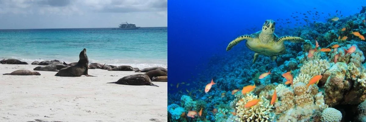 Galapagos | Yellow-Morph Green Turtles: New Insights from the Galápagos Galapagos | Yellow-Morph Green Turtles: New Insights from the Galápagos