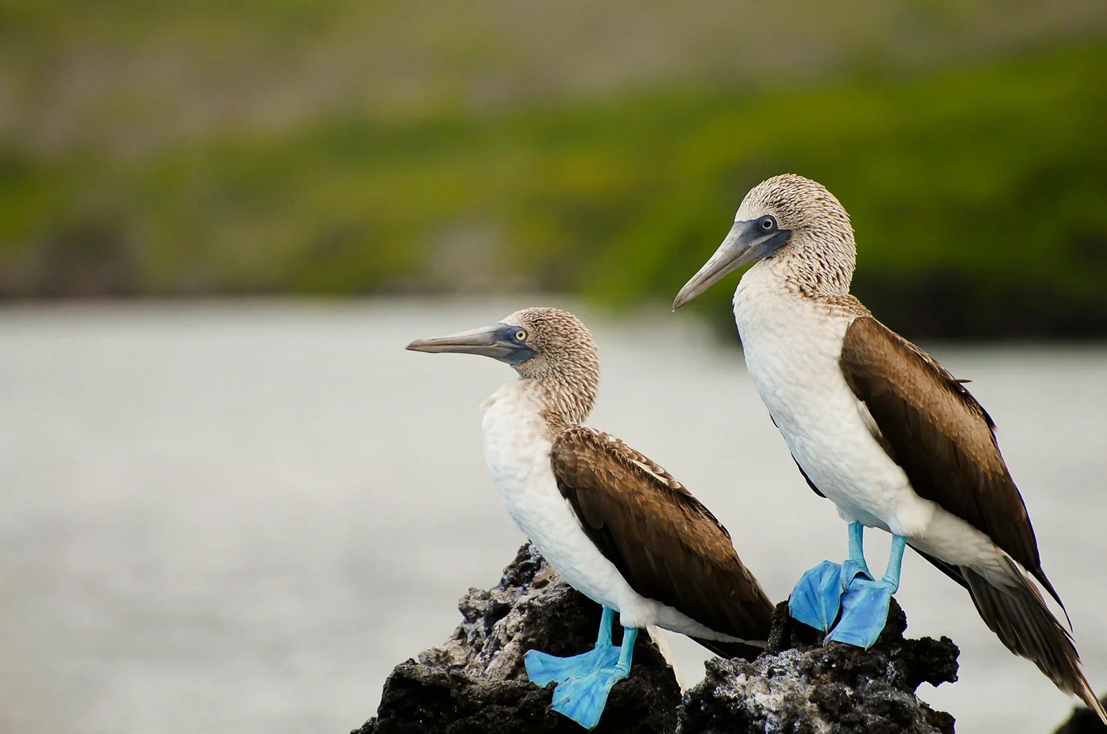 Blue-footed boobies in the Galapagos