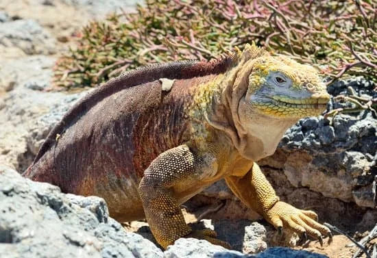  Galapagos | Galápagos Iguanas on the Move: A Story of Rescue and Restoration