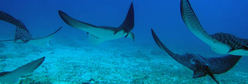  Nature Encounters | Why visit Galapagos in November?