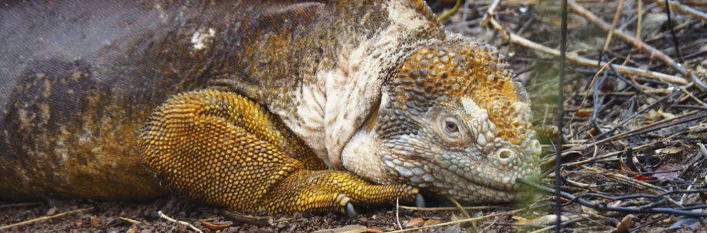 Ecuador Wildlife