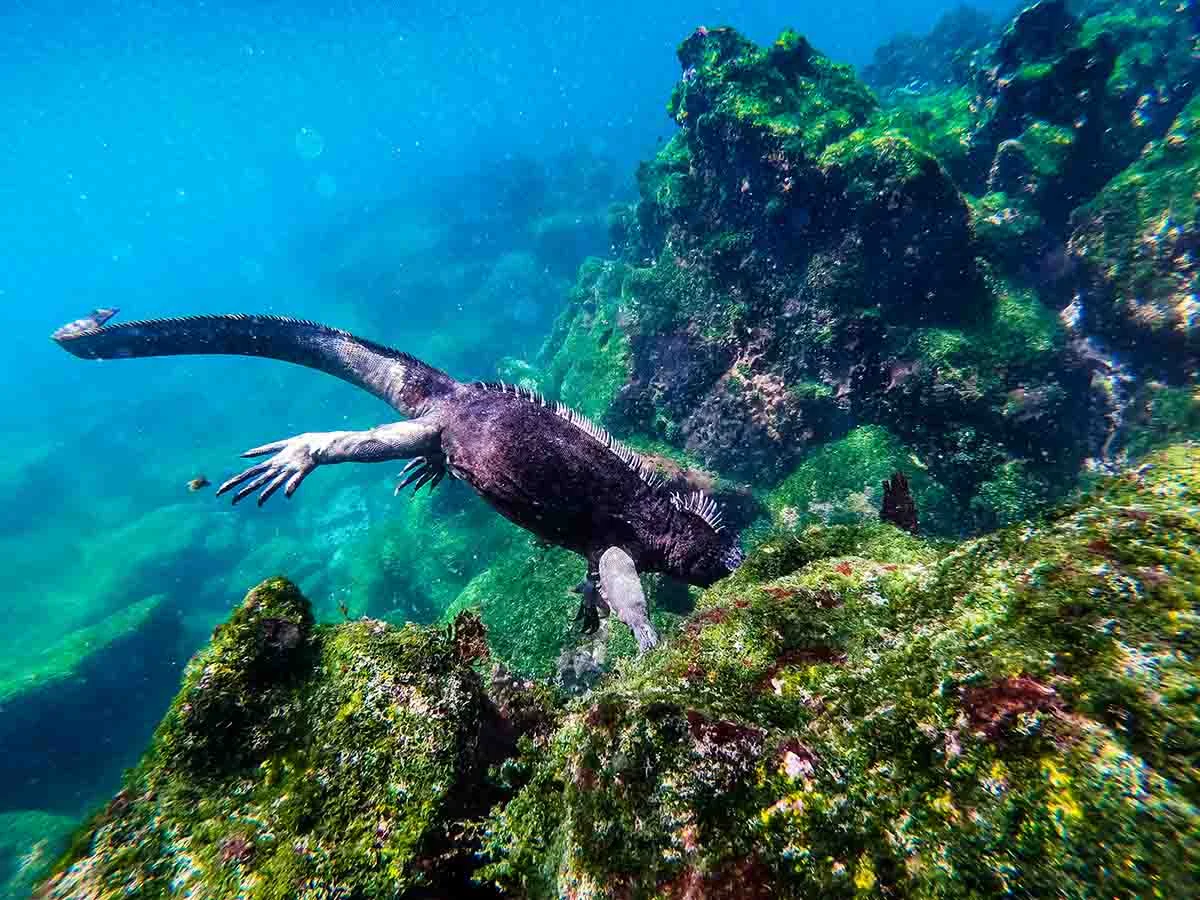  Galapagos | Discovering the Galápagos: Land, Sea, and Wildlife Adventures