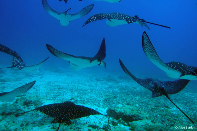 Discover Wild Galapagos 8-Day: West Islands - Cruise Tour | Galapagos Cruise Tours