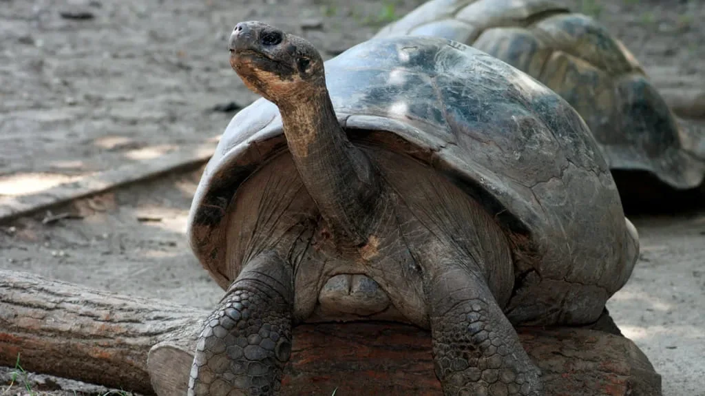  Galapagos | An Endangered Galápagos Tortoise Is a First-Time Mother at 100