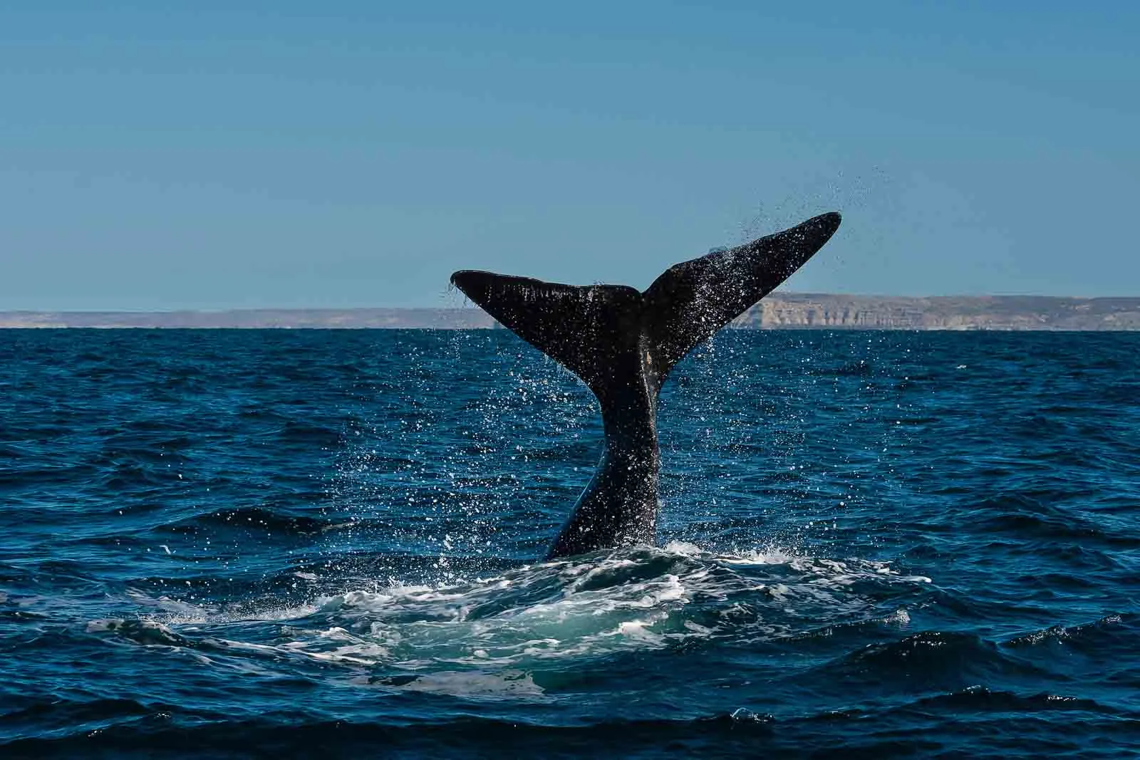  Patagonia | Rare White Whale Spotted in Northern Patagonia